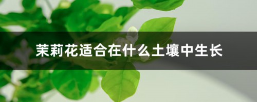 茉莉花适合在什么土壤中生长，茉莉花好养吗