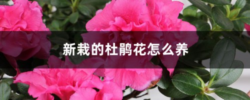 新栽的杜鹃花怎么养，怎么能把杜鹃花栽活