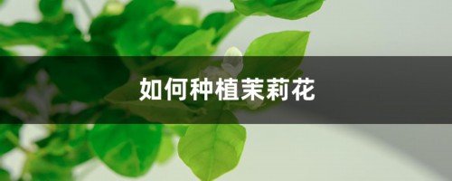 如何种植茉莉花