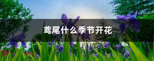 鸢尾什么季节开花，花期如何养护