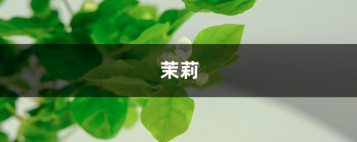 西瓜吃完就扔？把皮留下！丢盆里，栀子茉莉…连开30朵！